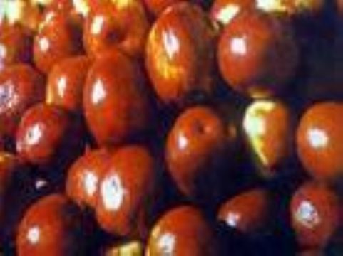 :Fructus Jujubae Extract